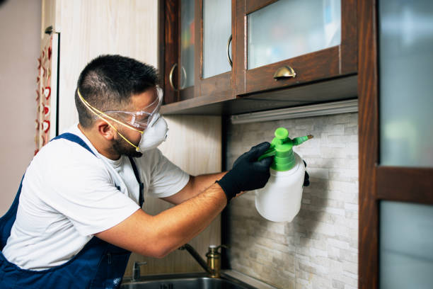 Best Termite Control Services  in Bellevue, IL
