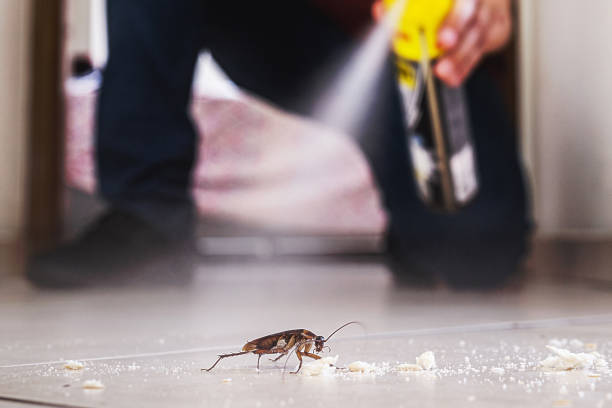 Best Pest Inspection Near Me  in Bellevue, IL