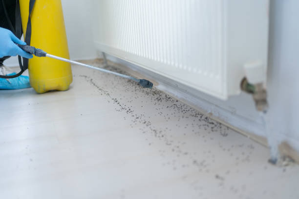 Wasp Removal Services in Bellevue, IL